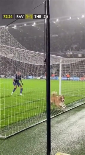 🐶Dog Scored a Clean Goal!!! ⚽ #football #soccer #dog