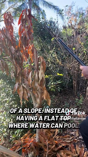 Pruning a Mango Tree After Frost Damage