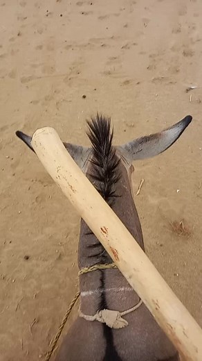 Close-up of a Gray Donkey: Mane and Ears Focus