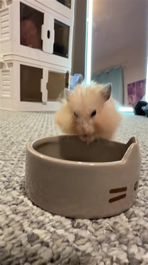 #hamster #snack #fyp #pasta #pocketpets