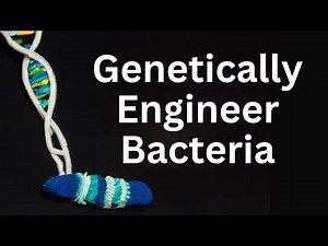 E. coli Transformation Protocol