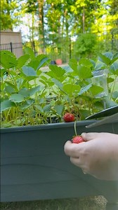 Another round of #strawberries #harvesting #strawberryplants #gardenvlog #growingfruitsincontainers