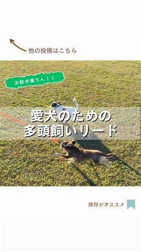 🐾「そのリード便利だね！」ってよく言われます✨ 毎日のお散歩がラクになる 多機能リード🐶 🌙夜でも安心のLEDライト付き 🎒エチケット袋収納あり 🐕3m伸縮で自由に動ける 🔄絡まりにくい設計 🚶‍♂️人がいる場所では マナーを守ってリードを短くしてお散歩しています🐾 広い公園でも、街中でもこれ1本でOK✨ 👇気になる方はこちら 👉【TikTokショップのリンク】 #犬のいる暮らし #犬好きさんと繋がりたい #犬の散歩 #お散歩グッズ #多頭飼い