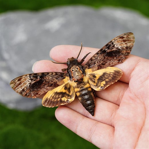 Real Death’s-head Hawkmoth Specimen – Gothic Skull Moth Display, Entomology Gift, Curiosity Cabinet Decor - Etsy Canada