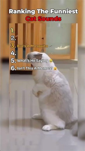 Ranking The Funniest Cat Sounds...