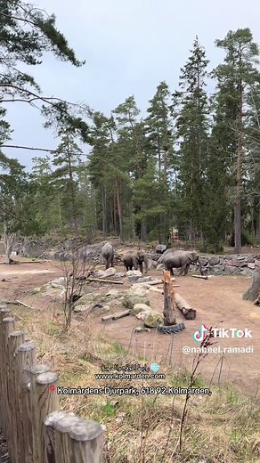 Kolmården Zoo: Upplev Nordens Största Djurpark