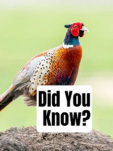 Did you know these Pheasant facts? #birds #nature #wildlife #UKWildlife #uknature | A Shot Of Wildlife