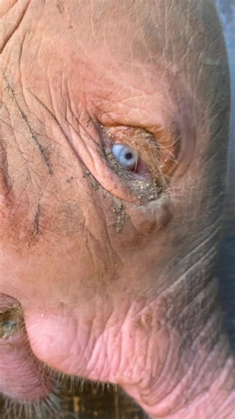 516K views · 10K reactions | Most inspiring little elephant ever  | The Dodo | Facebook