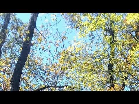 TABS viewer suggestions and custom battles