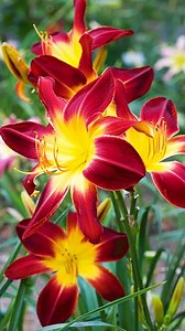 2.7K views · 30 reactions | How to grow daylily flower plant at home from buds || Best & easy method for garden //#highlights #reels | DIY IndoorGarden | Facebook