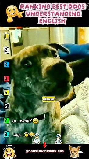 Ranking Dogs Understanding English 🐶🧠