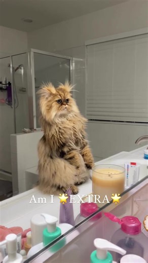 Embrace Your Extra with Persian Cat TikTok Videos