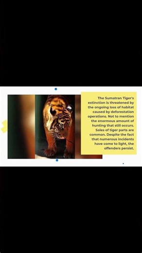 Critically Endangered The Sumatran Tiger's L #animals