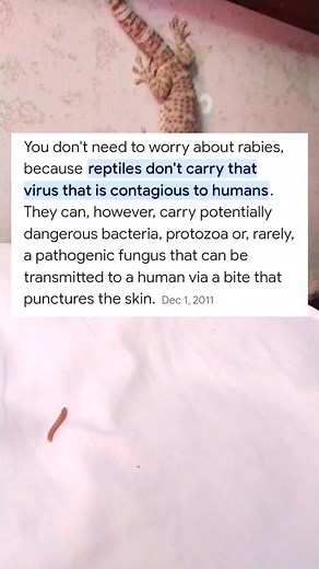 9.5K views · 56 reactions | naa daw rabies ang tuko?? #gecko | Zaldy Martonia Acuña | Facebook