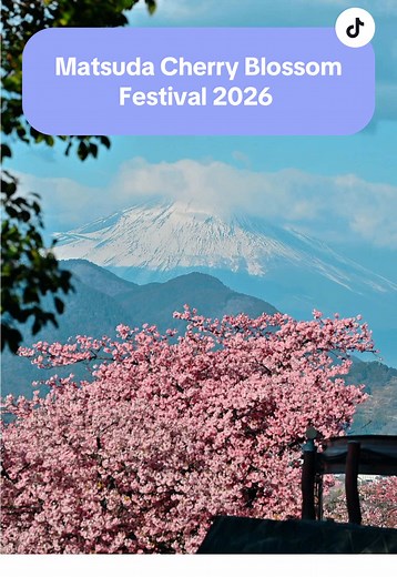Matsuda Cherry Blossom Festival 2026: A Pink Wonderland