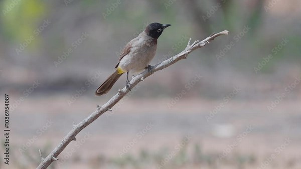 White-spectacled bulbul (Pycnonotus xanthopygos) perching on a branch