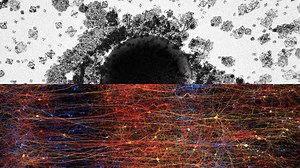Researchers Reveal The Multi-Dimensional Universe Of The Brain