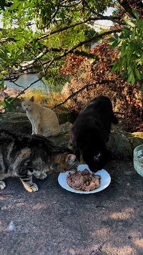 Le Chat Libre Azuréen | La vie d’un chat libre