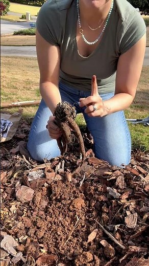 How to plant peonies from bare root? Here’s your step by step EASY guide! #peony