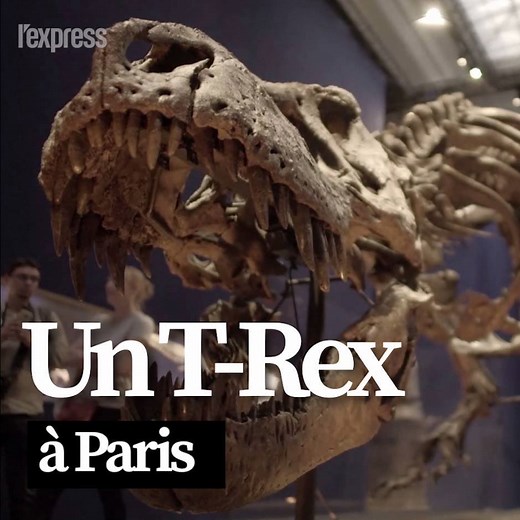 Un T-Rex en France pour la première fois 🦖 🦖 | L'Express