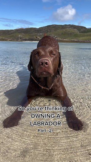 Owning a Labrador: Hector Part 2