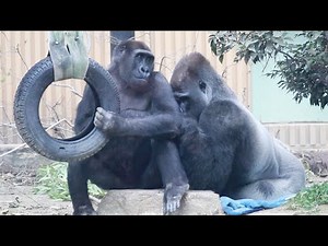 Gorilla⭐️ I was a little moved to see Momotaro and Gentaro sitting together on one blanket【Momotaro】