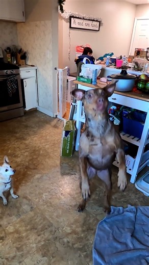 RV dog Sadie and Everest CATCH! #dogshorts , #rvdogs, #shorts, #gooddoggytreats