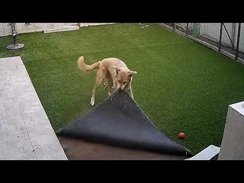 BEST Caught-on-Cam Videos of 2024 | FUNNY Pet Clips