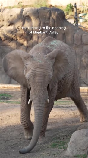 the elephants when they herd you were coming 🐘 elephant valley opens today at noon! #sdzsafaripark #elephantvalley #elephants