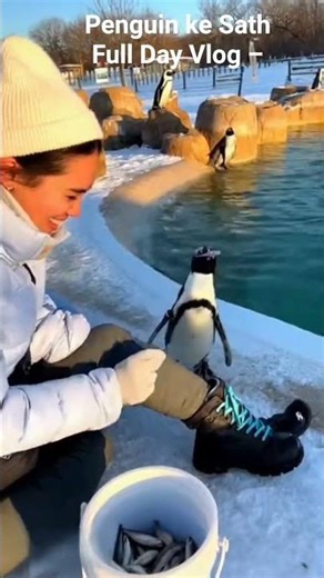 Penguin ke Sath Full Day Vlog #oceanlife #penguin #penguindive #wildlife #penguin vlog#cutepenguin