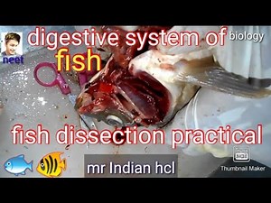 fish dissection | digestive system of fish 🐟 | practical work fish dissection of organ #mrindianhcl