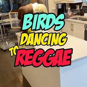 58K views · 2.4K reactions | Cockatoos & Amazon Parrot Dance To Reggae ❤️ Cookie has to dance whether he likes it or not!  | Lucky Lou and Coco Too | Facebook
