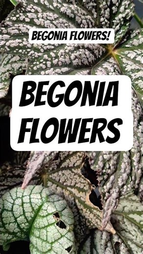 Begonia Plant Flowers Tropical Style Plant Still going strong #plants #garden #shorts