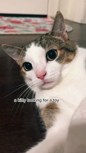 ❤️❤️❤️#foru#catsoftiktok#finnickthetabby#boundtofallinlove#blowthisup#cats#viral#cattok#fypシ#tabbycat#forupage#cattoys