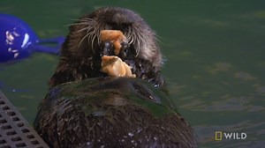 76K views · 1.9K reactions | Tazlina, the rescued sea otter pup, is growing up fast. She's proving to be an energetic and independent young otter! | National Geographic Animals | Facebook