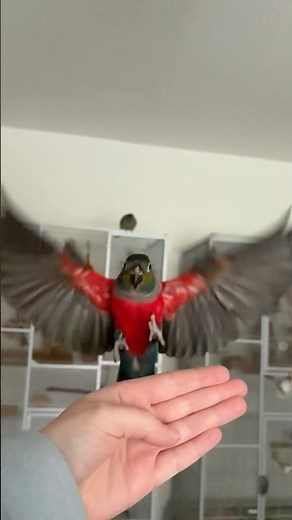 Crimson Bellied Conure Flying in Slow Mo #conure #slowmo #parrot #crimsonbelliedconure