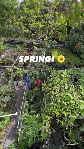 Spring is here and the garden is looking good! Happy gardening everyone! ☀️🌼🌱 #spring #urbangardening #urbangarden #garden #beforeandafter #fypシ