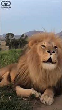 Lion howling in the jungle