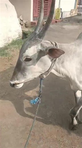 Hallikar 8 Month's Pregnant Cow m. no. 9008708584