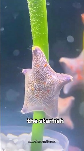 Amazing Starfish Facts You Didn’t Know #starfish