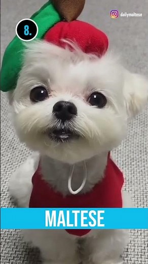 Top 10 Dog Breeds For Senior People