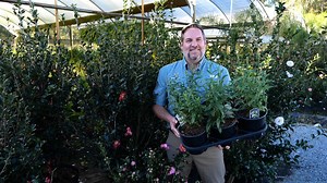 Most people don’t realize it, but fall is a good time to plant perennials. LSU AgCenter horticulturist Jason Stagg provides some good perennials you can plant in your landscape now. | LSU AgCenter