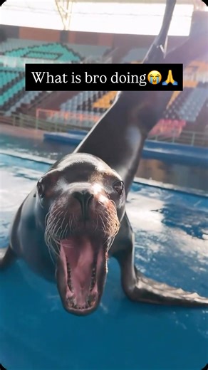 Seals and Sealions 🦭 on Instagram: "These animals are super curious and have zero concept of personal space or boundaries. 🧐 If a diver is in the water, they won’t swim away - they will swim right up to the mask just to stare awkwardly or blow bubbles in their face. They act like that one friend who stands way too close when talking to you. That’s exactly how we get those hilarious close-up videos where they poke their wet noses right into the camera lens to say hello. Join The Community @Seal