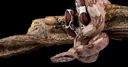 Así es la boa constrictora, el abrazo mortal de la naturaleza