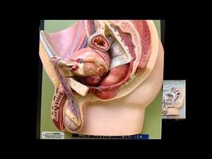 Male Reproductive Models