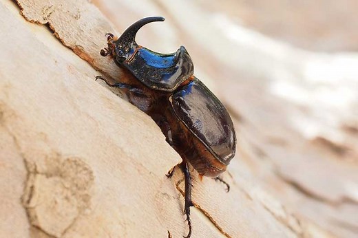 Animals With One Horn (8 Examples) - Wildlife Informer