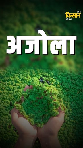 "अजोला खिलाने से कितना फायदा होता है? 20 साल के अनुभव से सच्चाई जानिए" #indianagriculture #viral