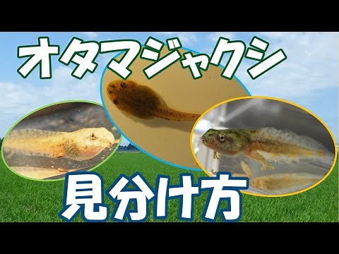 オタマジャクシの見分け方 ～田んぼ編～【ニホンアマガエル、ヌマガエル、トウキョウダルマガエル】