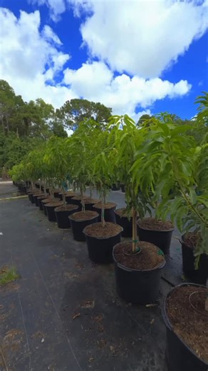 Glenn Mango Trees: Exceptional Growth and Performance | Zill High Performance Plants