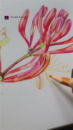 Honeysuckle flower drawing #colourepencildrawing #art #drawing#flowerdrawing #drawingprocess